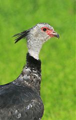 Southern Screamer